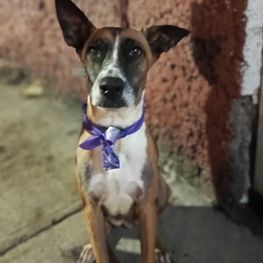 FEDRA | Raza Mestiza | En Adopción