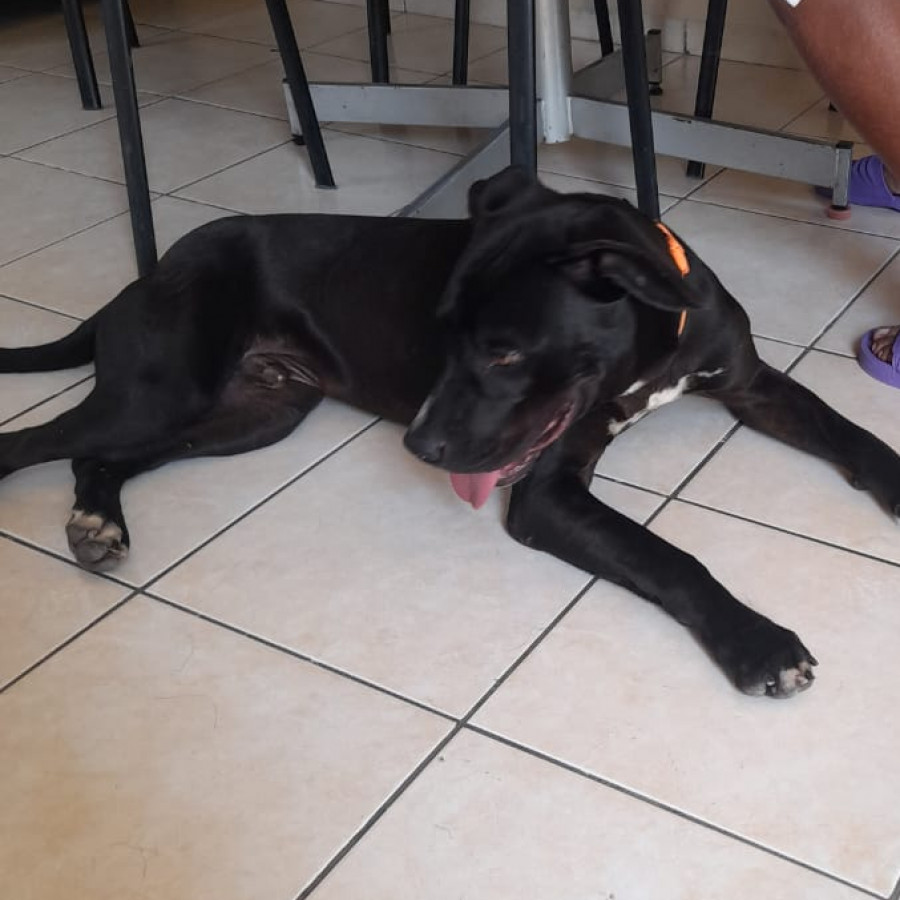  | Raza Mestizo, cruza de American Pitbull Terrier con Labrador | Encontrado
