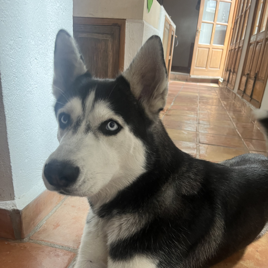 TOCHO | Raza Husky Siberiano | Perdido