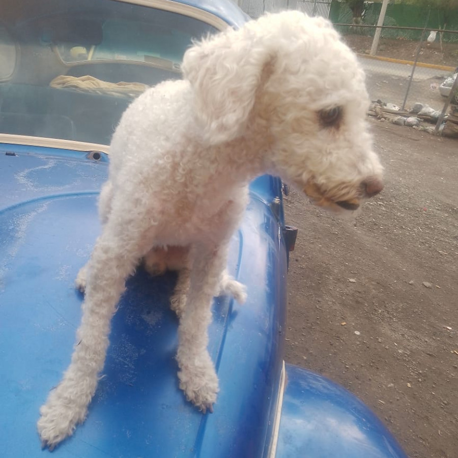 MAX | Raza French Poodle o Caniche | Perdido