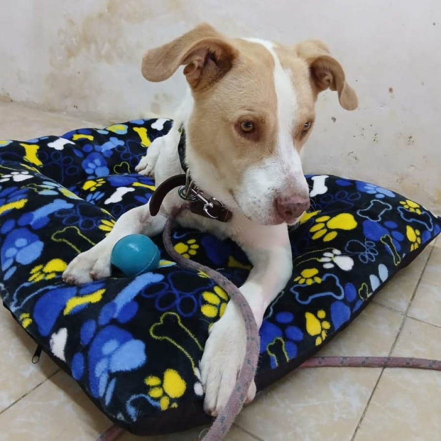 WERO | Raza Mestizo | En Adopción