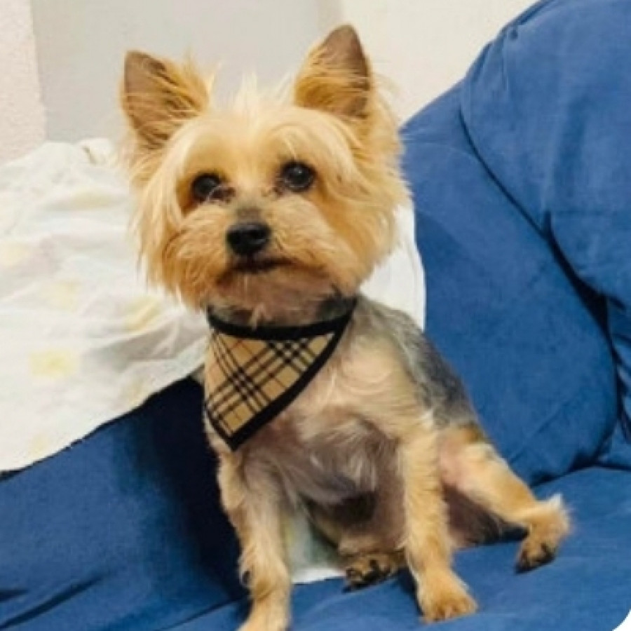 MAX | Raza Yorkshire Terrier (Yorkie) | Perdido