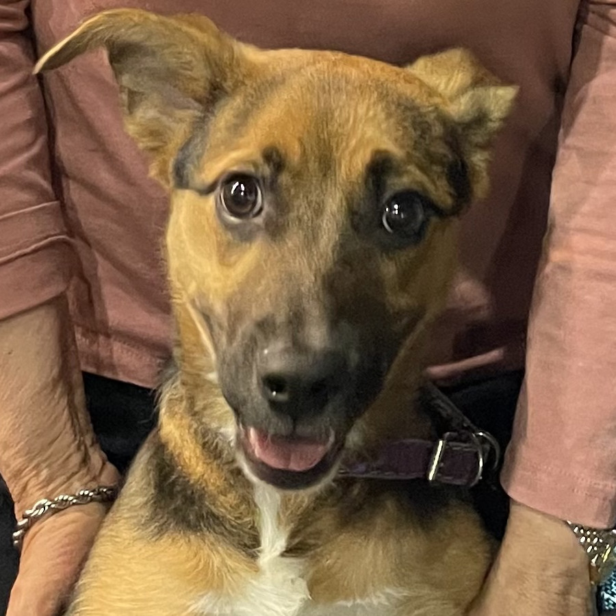 PICASSO | Raza Mestizo | En Adopción