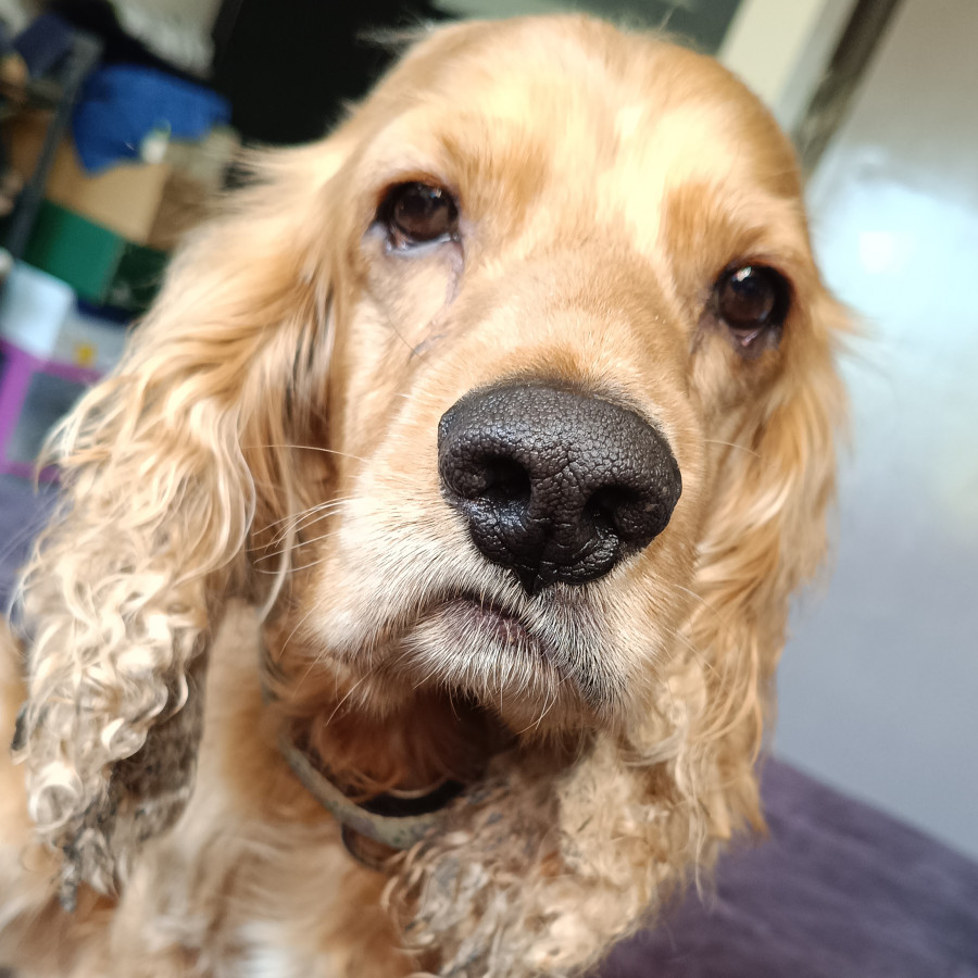  | Raza Cocker Spaniel | Encontrado