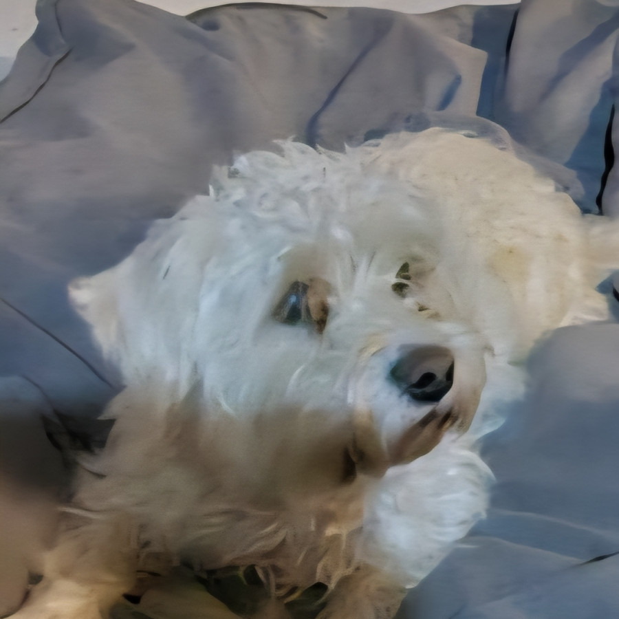 MINATO | Raza Mestizo, cruza de Maltés | Perdido