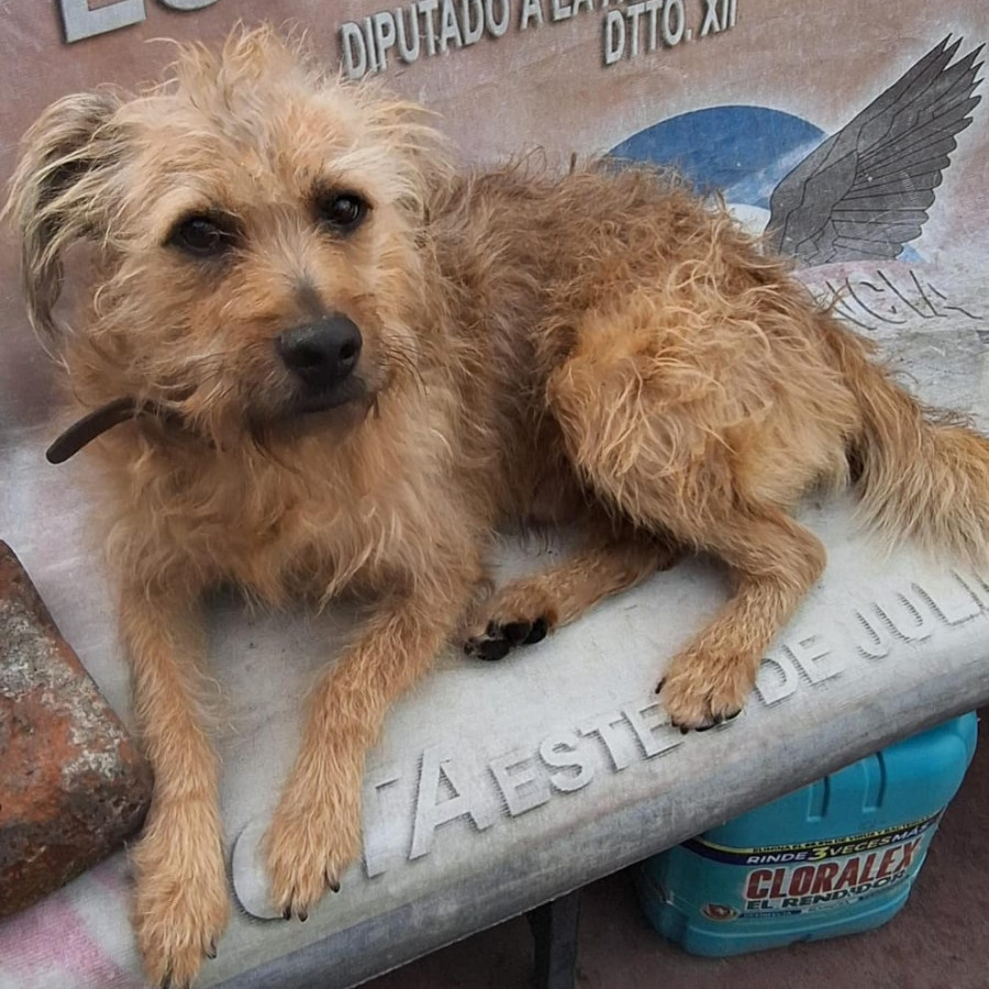 BIGOTES | Raza Mestizo | Perdido