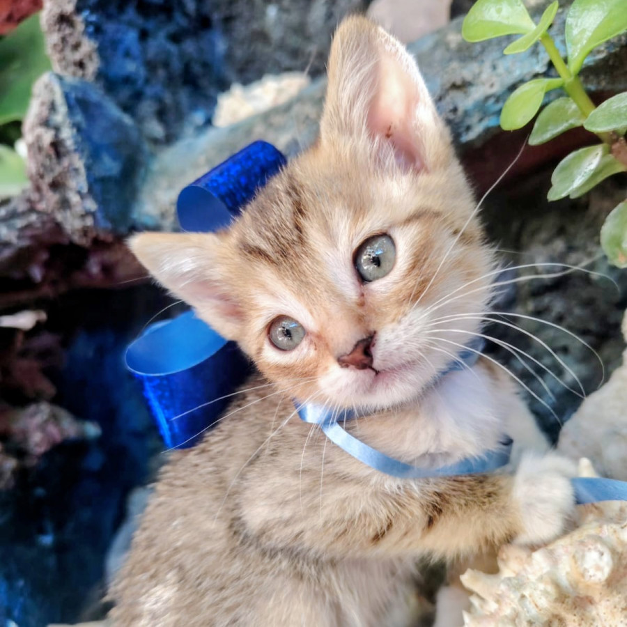 HERMOSO GATITO | Raza Doméstico Américano de Pelo Corto | En Adopción