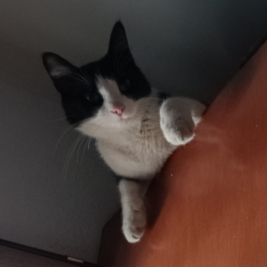 DRAGANA | Raza Doméstico Americano de Pelo Semilargo | Perdida