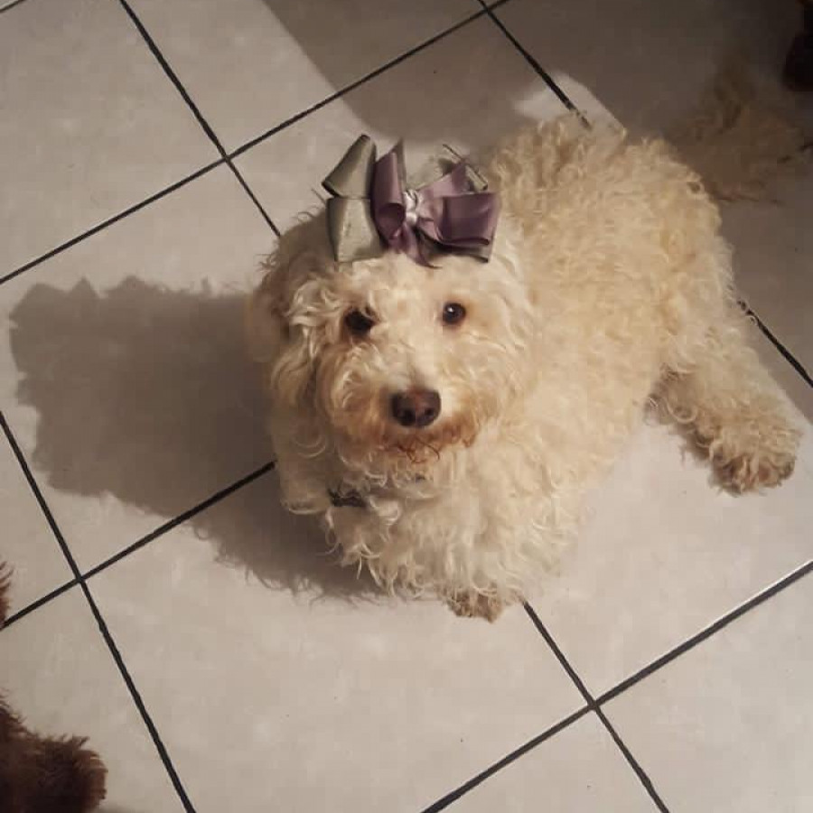 COCO | Raza Mestizo | Perdido