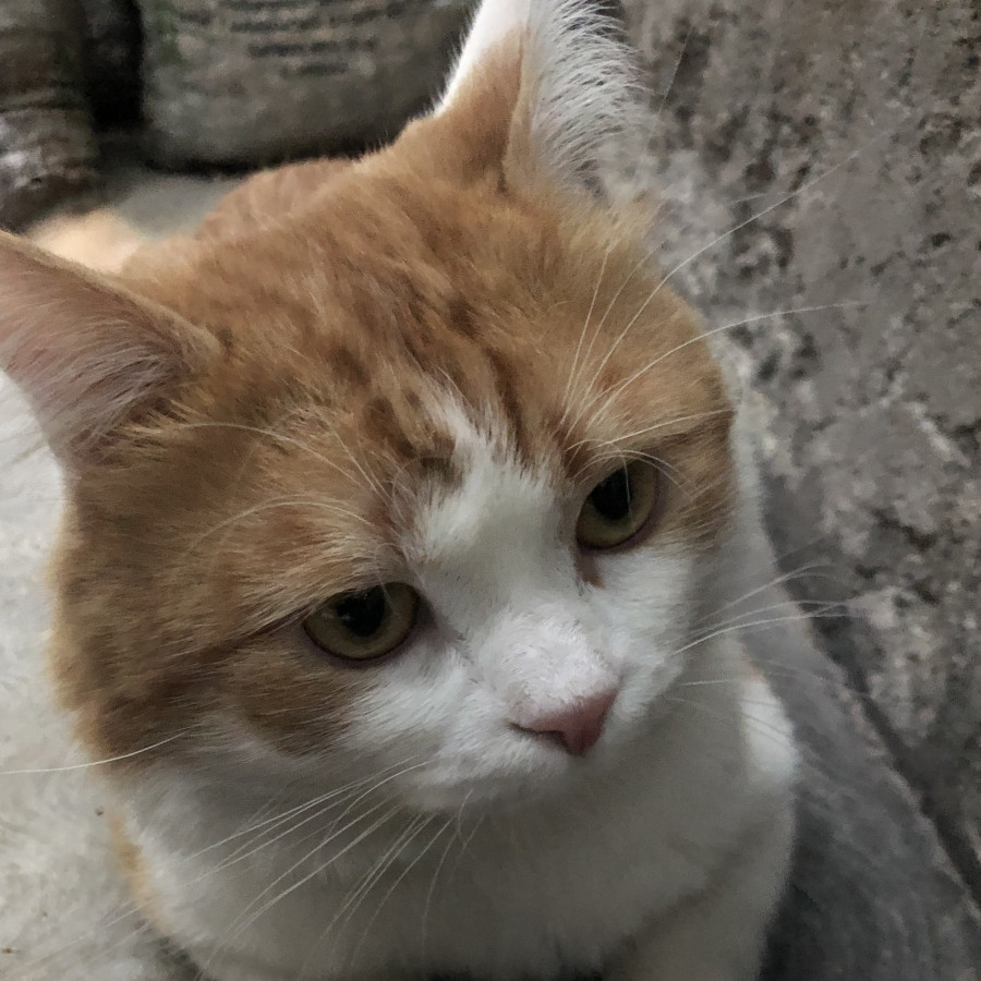 IKKI | Raza Doméstico Americano de Pelo Semilargo | Perdido