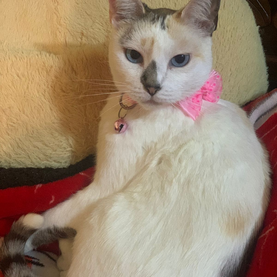 MANDY | Raza Calicó de pelo corto | Perdida