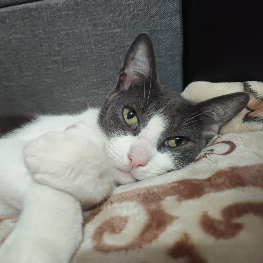 JUANITO | Raza Doméstico Américano de Pelo Corto | Perdido