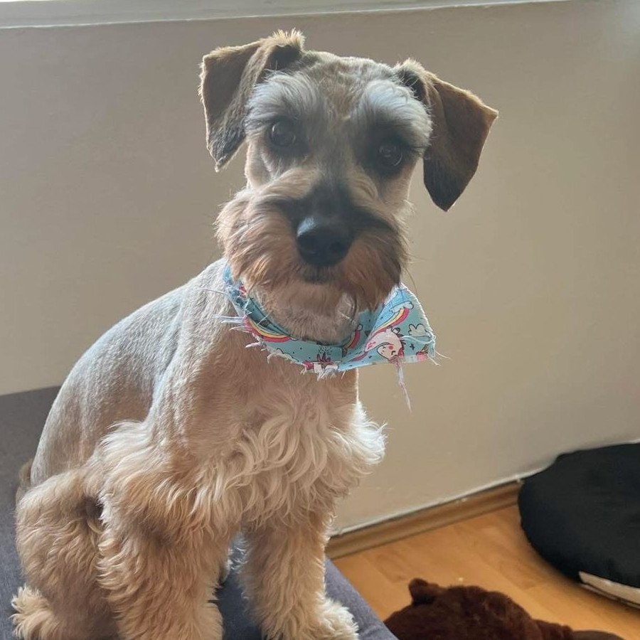 REXY | Raza Schnauzer | Final Feliz
