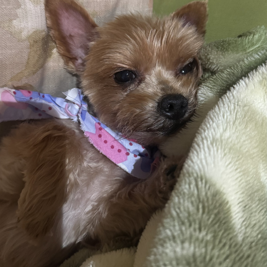 NINA | Raza Yorkshire Terrier (Yorkie) | Final Feliz