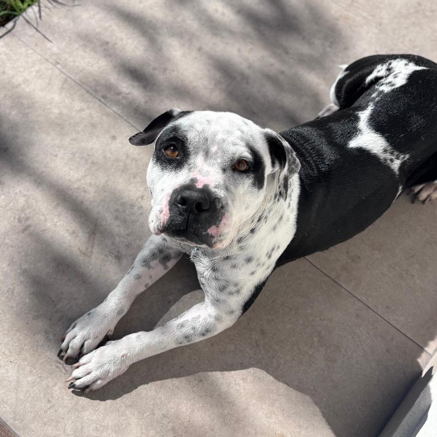 ARYA | Raza American Staffordshire Terrier | Perdida