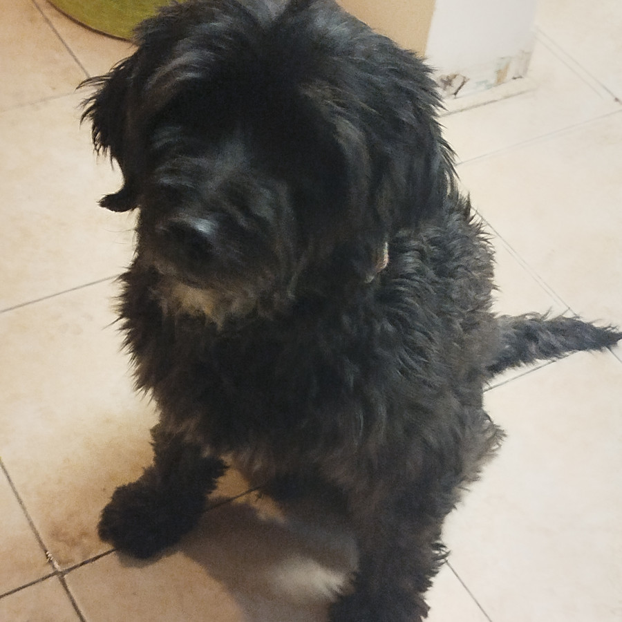  | Raza Mestizo, cruza de Schnauzer | Encontrado