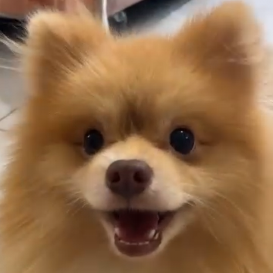 KOBE | Raza Pomerania | Perdido