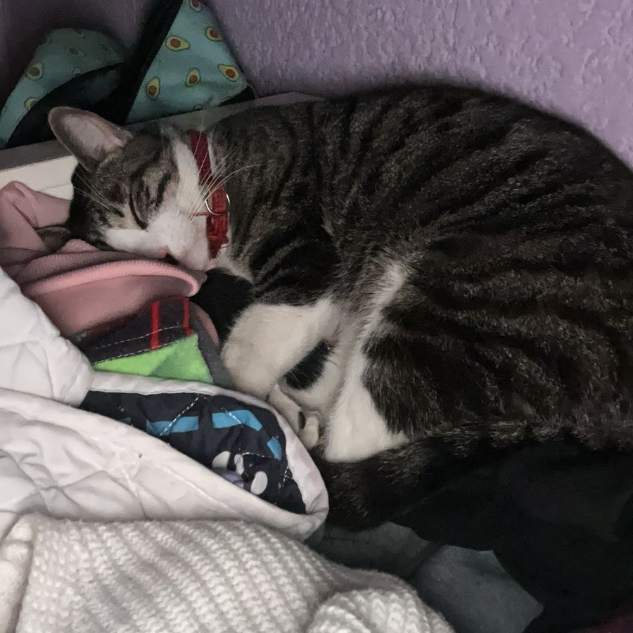 COCO | Raza Doméstico Americano de pelo corto | Perdido