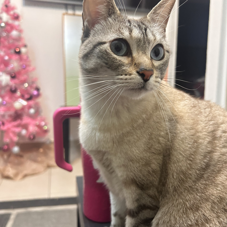 SUNI | Raza Aslan o Siamés moderno, punto tabby | Final Feliz