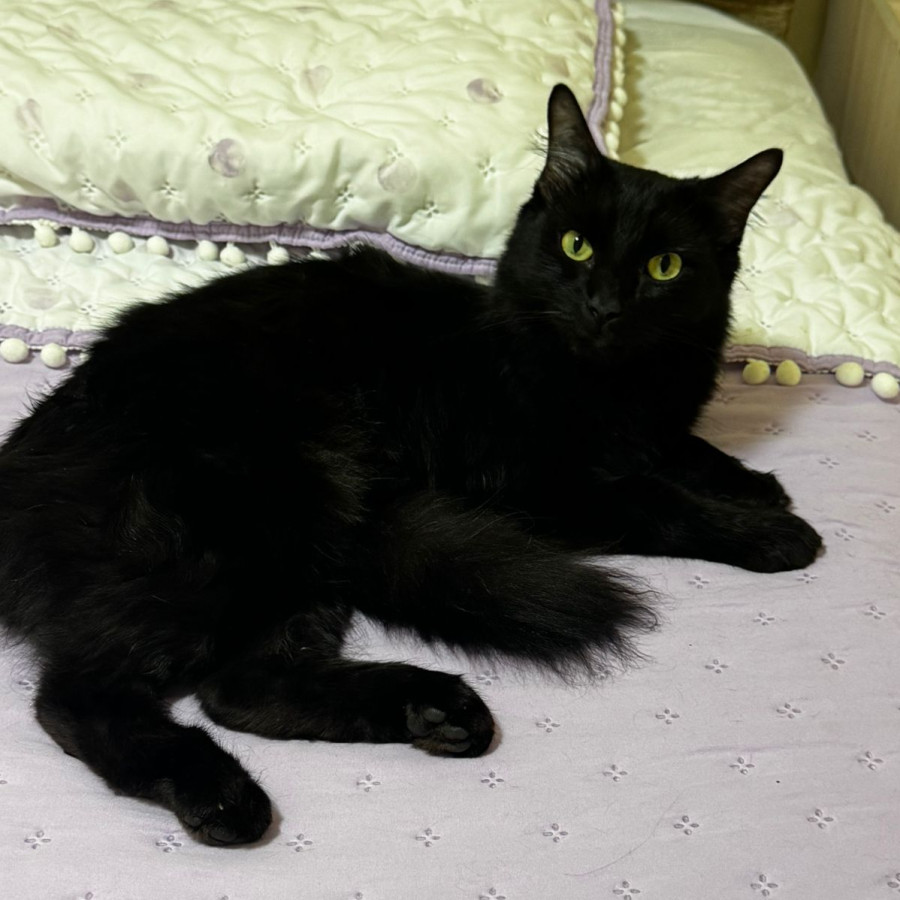 NEGRITO | Raza Angora Turco Negro | Final Feliz