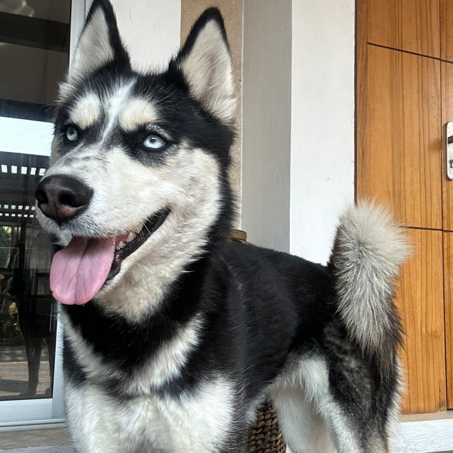  | Raza Husky Siberiano | Encontrada