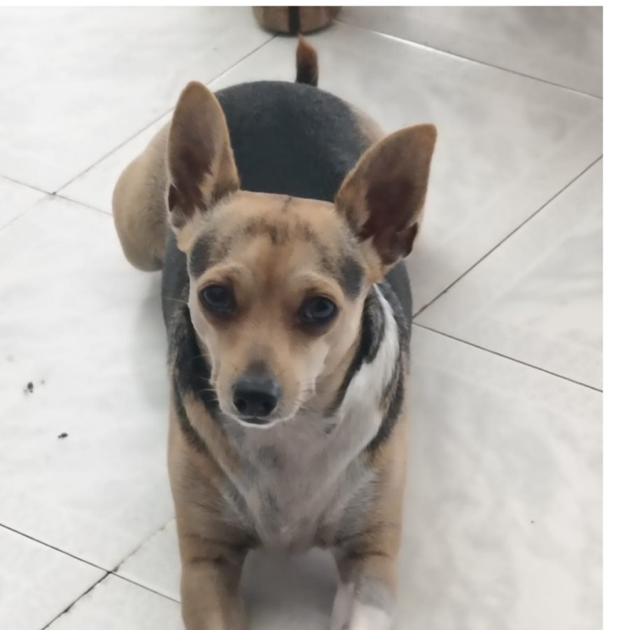 SHIRO | Raza Mestizo, cruza de Chihuahua | Final Feliz