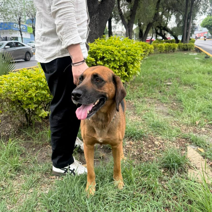  | Raza Mestizo, posible cruza de Coonhound | Encontrado