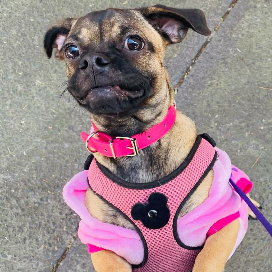 MEGAN O CHATA | Raza Pug o Carlin | Final Feliz