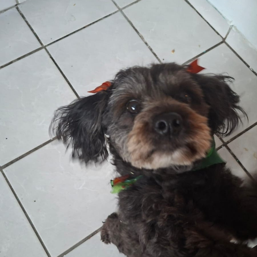 NEGRA | Raza French Poodle o Caniche | Perdida