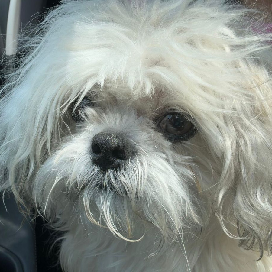 BRUNO | Raza Shih Tzu  | Perdido