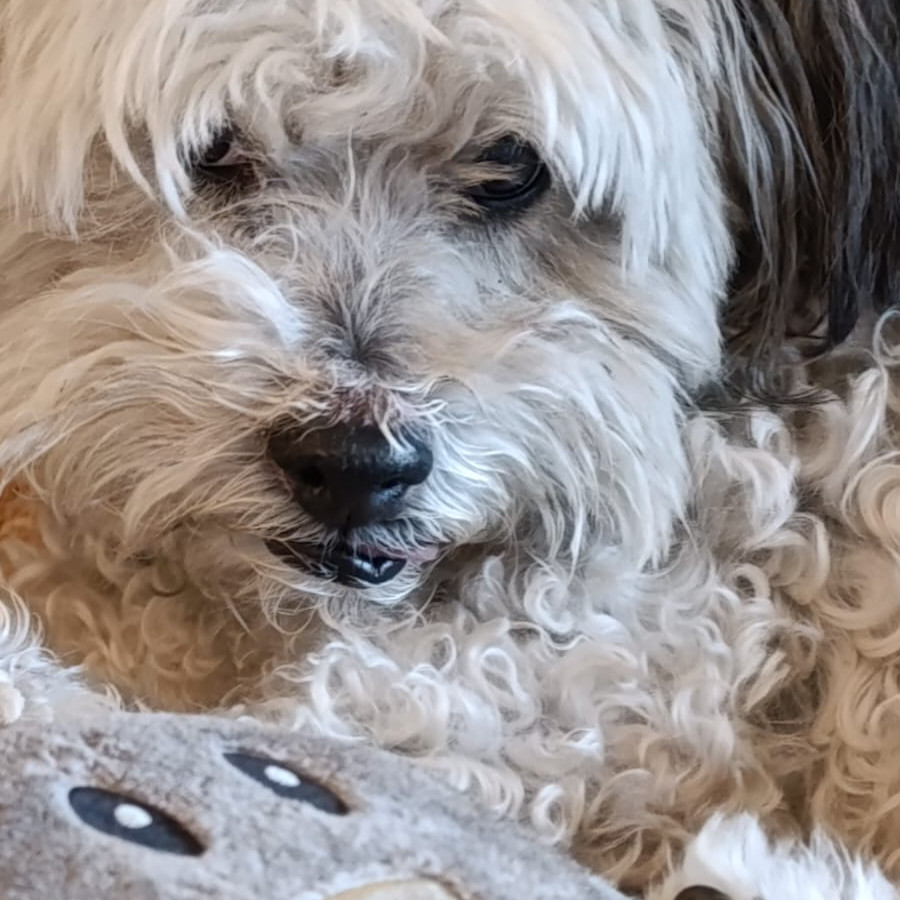 MANCHAS | Raza Mestizo, cruza de French Poodle | Final Feliz