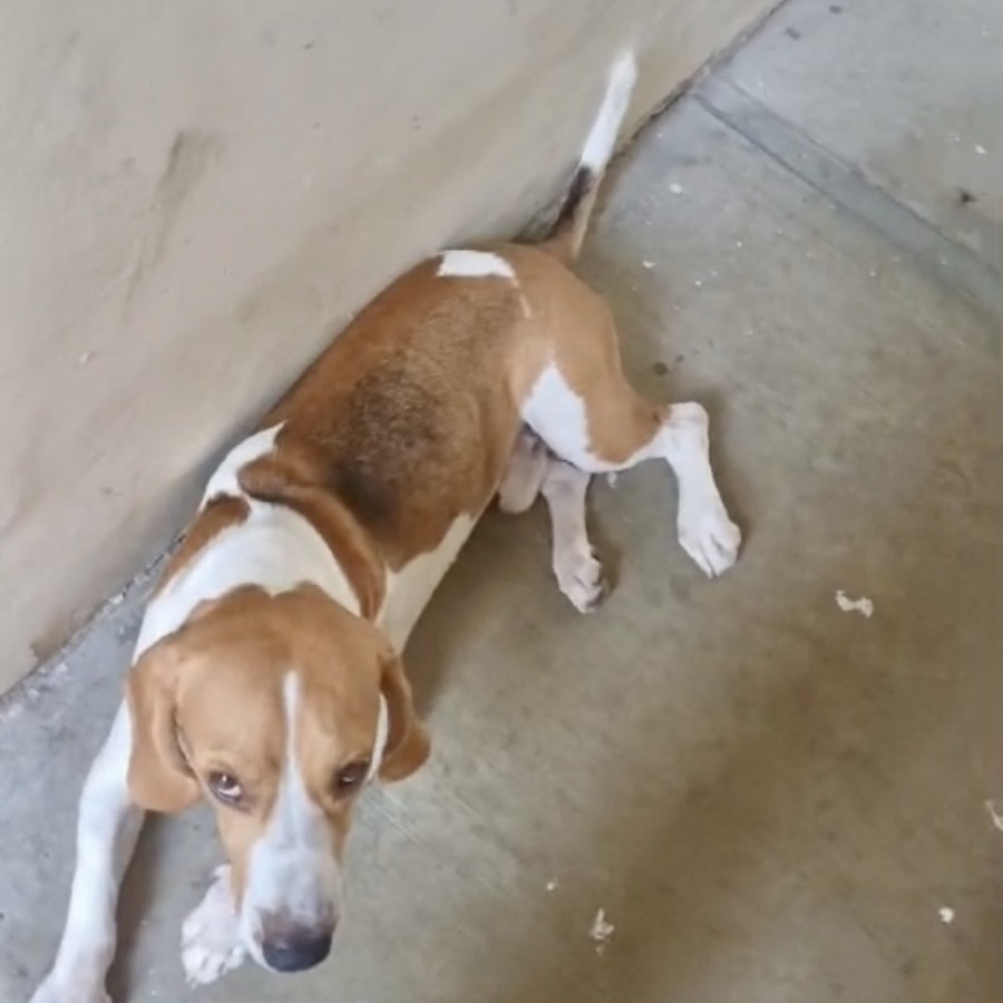 MIKE | Raza Beagle | Perdido