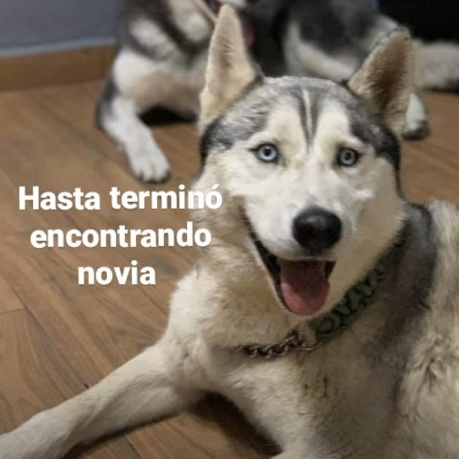 ROCKY | Raza Husky Siberiano | Perdido