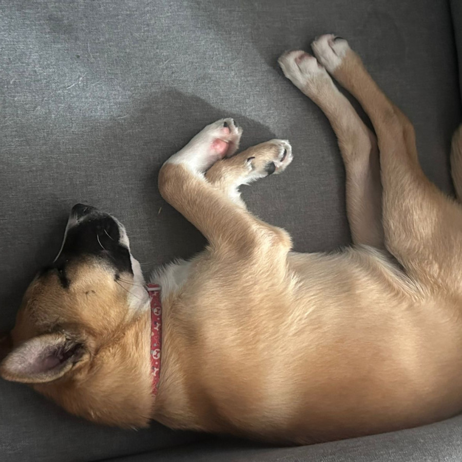 KIRA | Raza Mestiza | En Adopción
