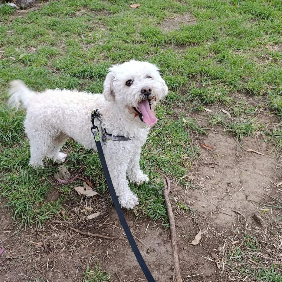 CRONOS | Raza French Poodle o Caniche | Perdido