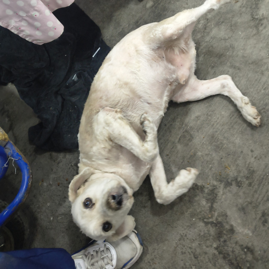  | Raza Mestizo | Encontrado
