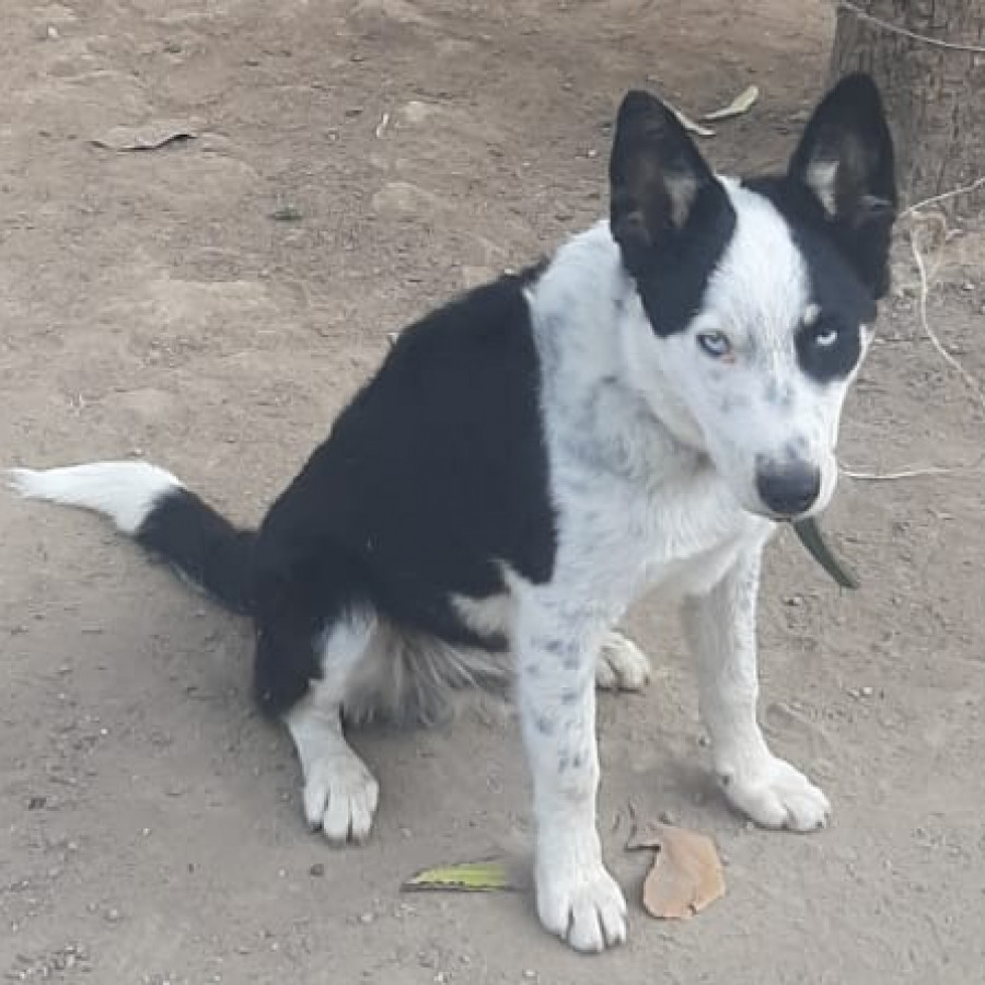 OREO | Raza Mestizo, posible cruza de Border Collie | Perdido
