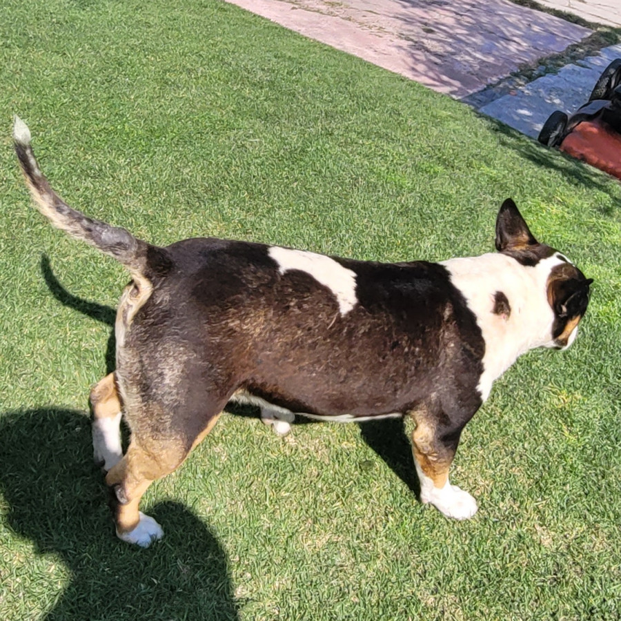 KOVU | Raza Bull Terrier Inglés | Perdido