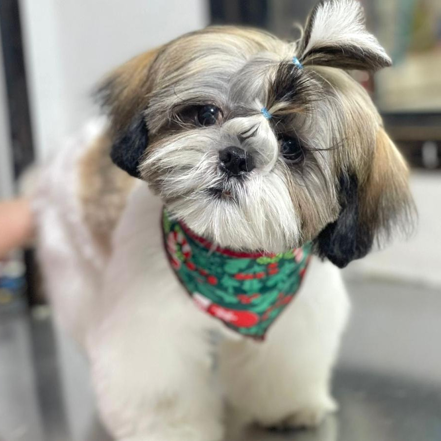 TRAPO | Raza Shih Tzu  | Perdido