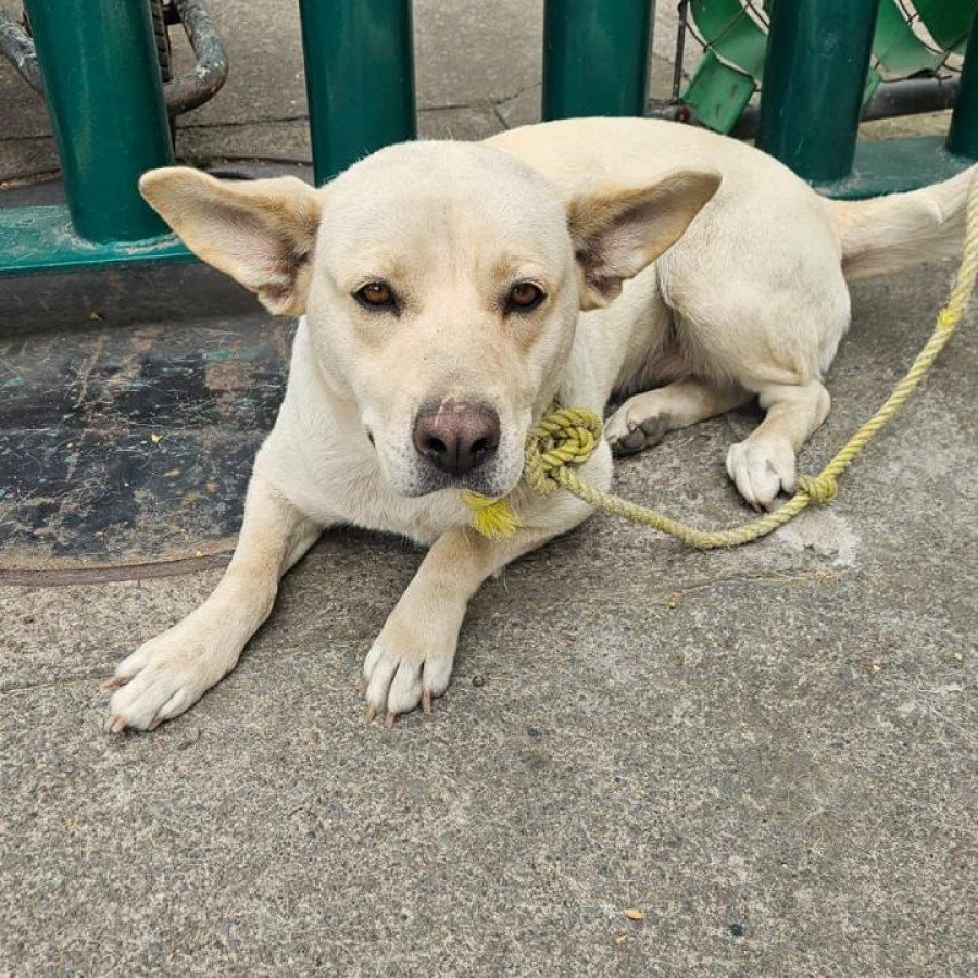 BONITA | Raza Mestiza, cruza de Labrador con American Pitbull Terrier | En Adopción