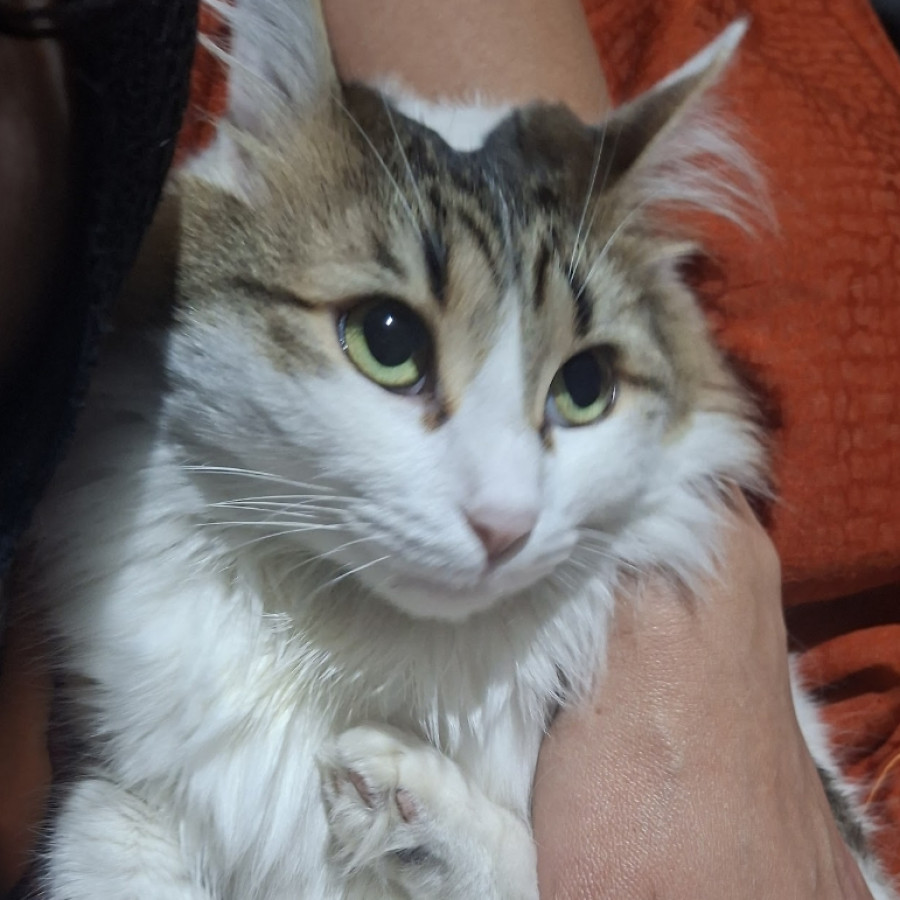 FEY | Raza Doméstico Americano de pelo semilargo | Final Feliz