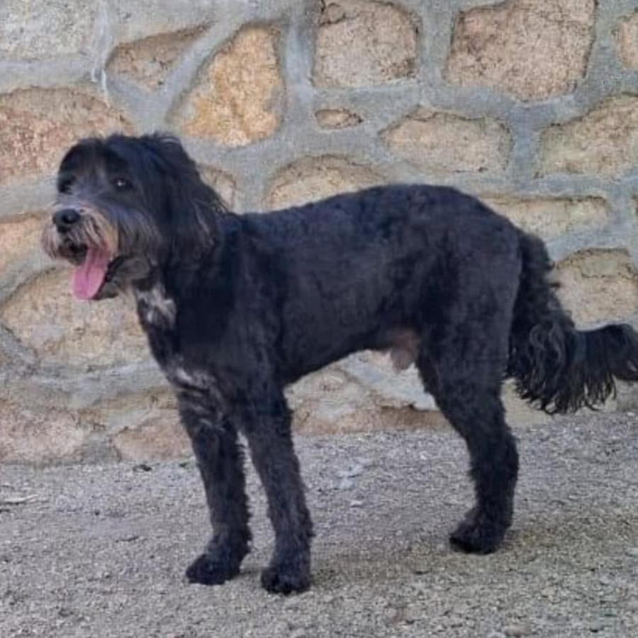 HENRY | Raza Mestizo | Perdido