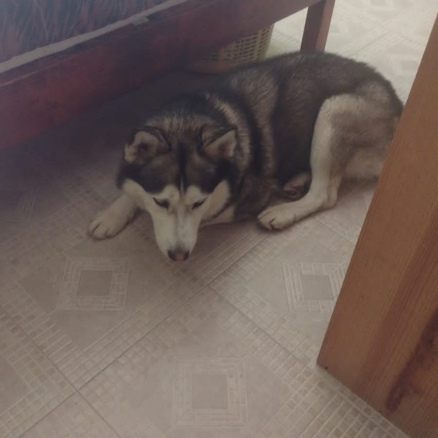  | Raza Husky Siberiano | Encontrado