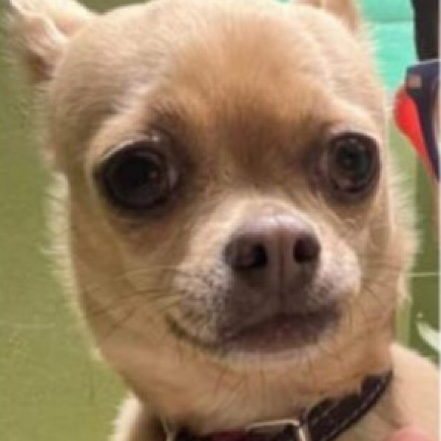CAYETANA | Raza Chihuahua | Perdida