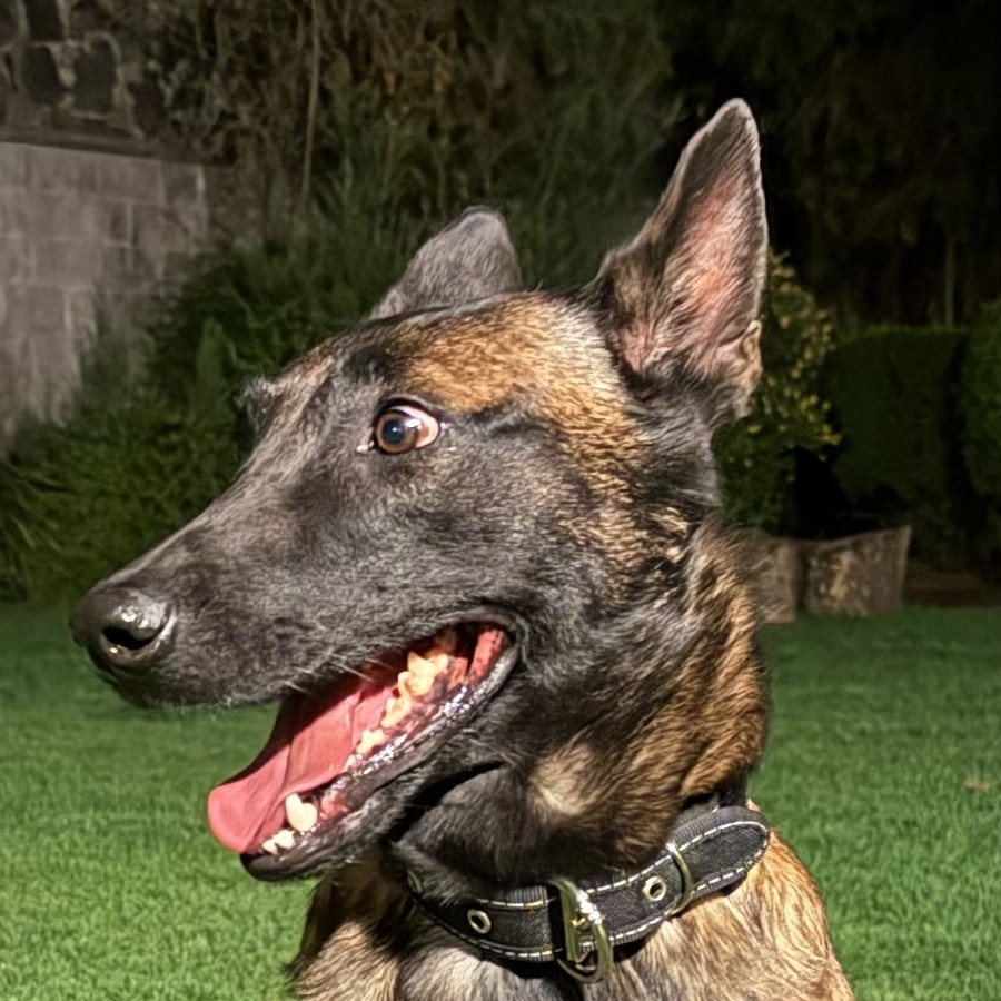  | Raza Pastor Belga Maliniois | Encontrada