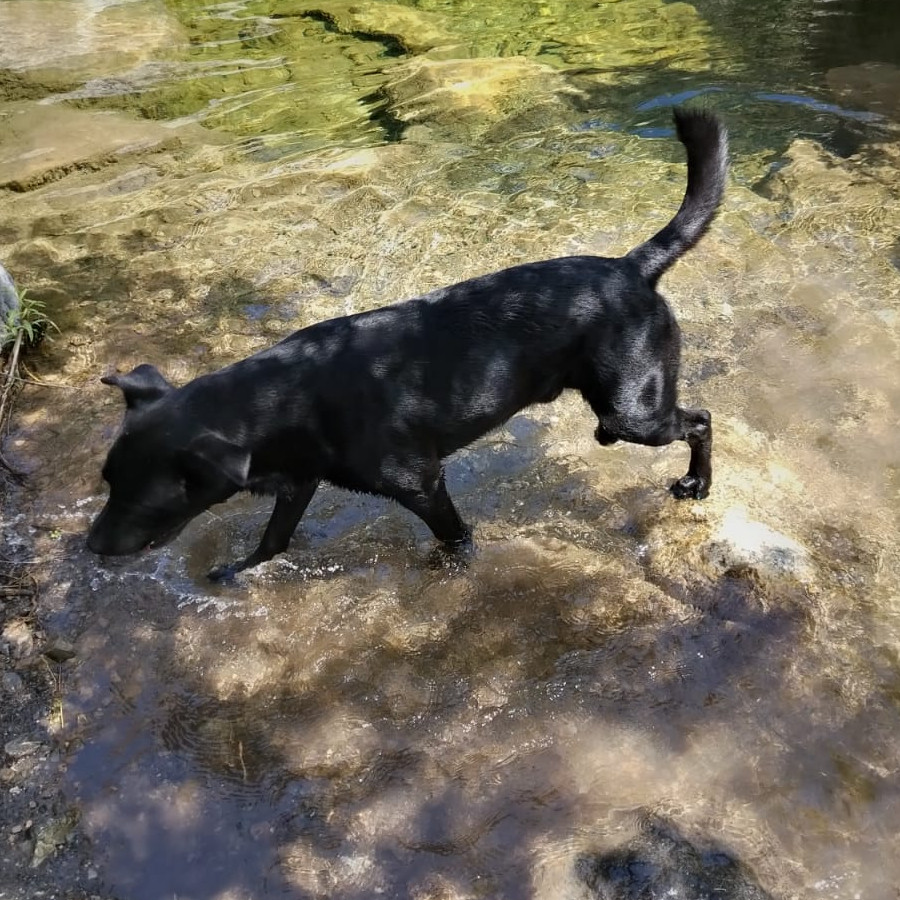 BOCHO | Raza Mestizo, cruza de Labrador con American Pitbull Terrier | Perdido
