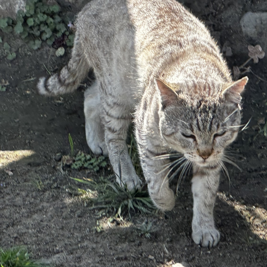 BOSS | Raza Aslan o Siamés moderno, punto tabby | Perdido
