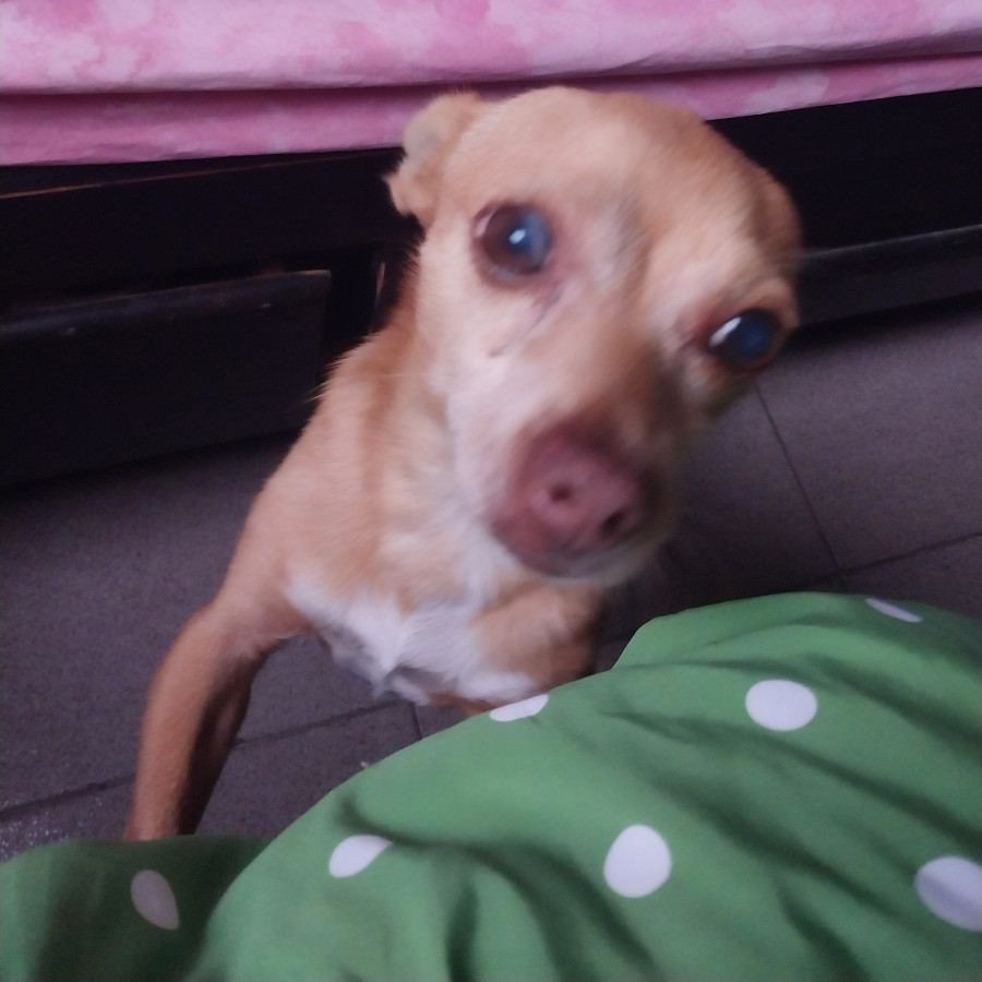 BINGO | Raza Chihuahua | Perdido