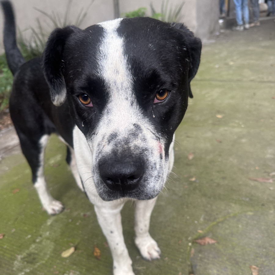  | Raza Mestizo, cruza de American Pitbull Terrier | Encontrado