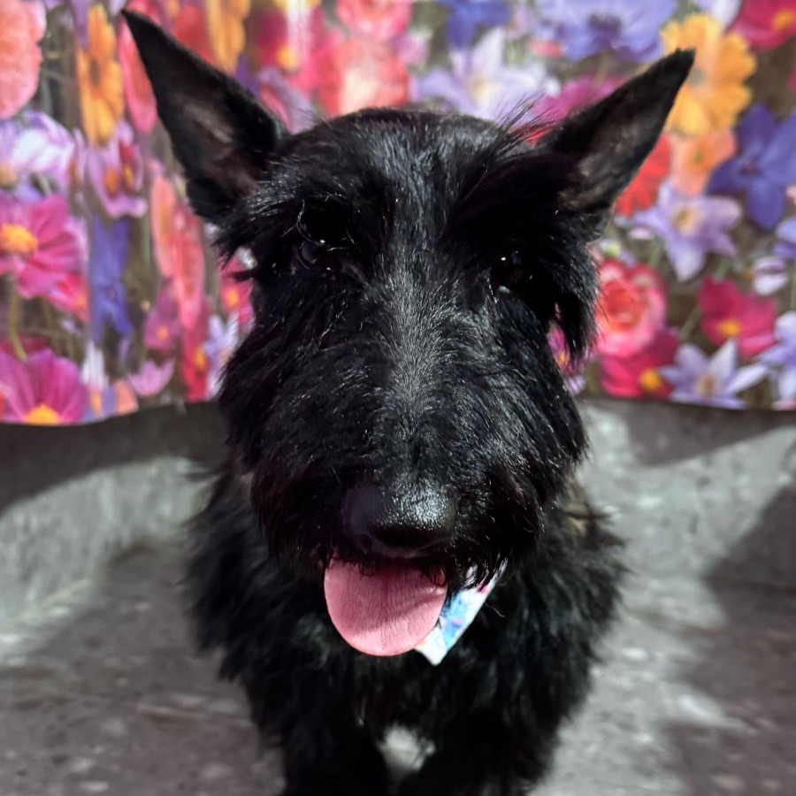 REYNA | Raza Terrier Escocés o Scottish Terrier | Final Feliz